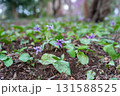 春の山に咲くカタクリの花 131588525