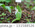 春の山に咲くシロバナカタクリの花 131588526