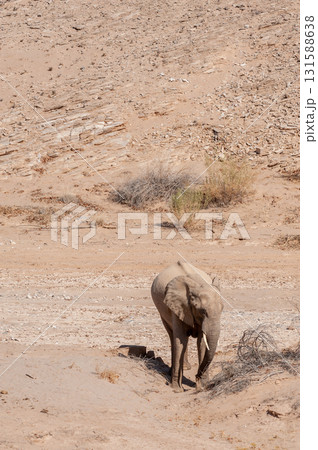 Desert Elephant in Namibia 131588638