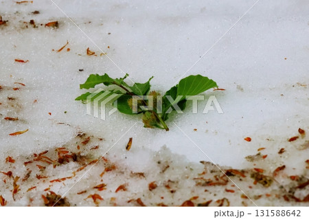 残雪のブナの森 131588642