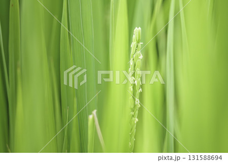 稲の花、水田、夏の稲作 131588694