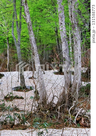 残雪のブナの森 残雪のブナの森 131588773