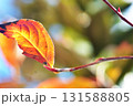 紅葉 131588805