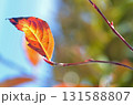 青空と紅葉 131588807