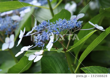 梅雨の花 アジサイ⑨ 梅雨の花 アジサイ⑨ 131588828