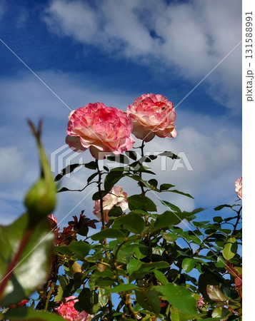 ピンクのバラと青空 131588991