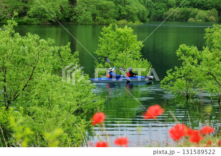 白川湖水没林 白川湖水没林 131589522