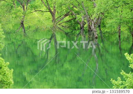 白川湖水没林 白川湖水没林 131589570
