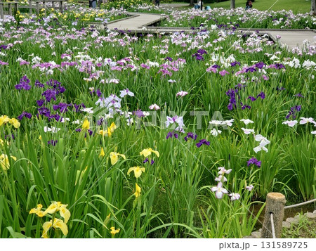 色とりどりの満開の花菖蒲と遊歩道 131589725