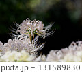 満開の白花曼珠沙華 131589830