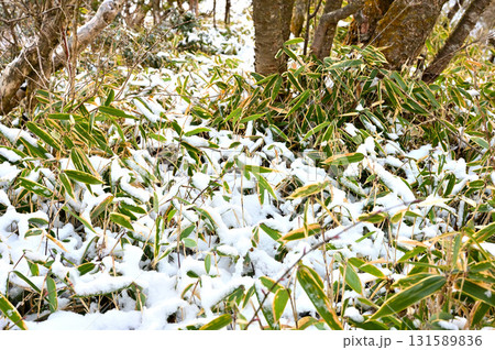 愛鷹山塊の越前岳　新雪積もる笹の森 131589836
