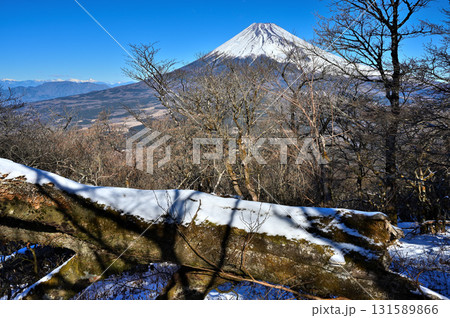 愛鷹山塊の越前岳 雪の倒木に富士山聳える 愛鷹山塊の越前岳 雪の倒木に富士山聳える 131589866