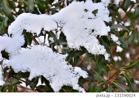 愛鷹山塊の越前岳 積雪するアセビの木 愛鷹山塊の越前岳 積雪するアセビの木 131590024
