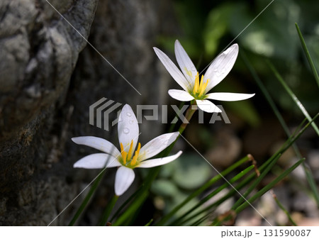 タマスダレ 131590087