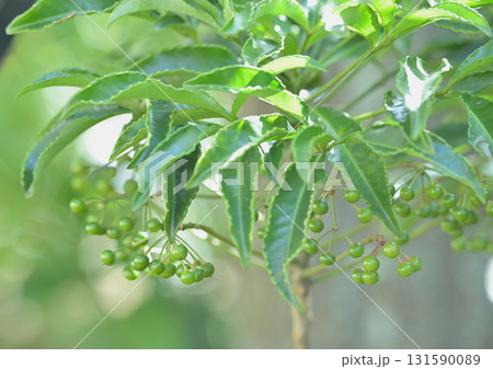 色ずく前のマンリョウ 131590089