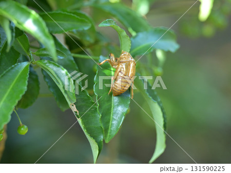 マンリョウの葉のうえの空蝉 131590225