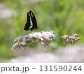 藤袴の蜜を吸うアオスジアゲハ 131590244