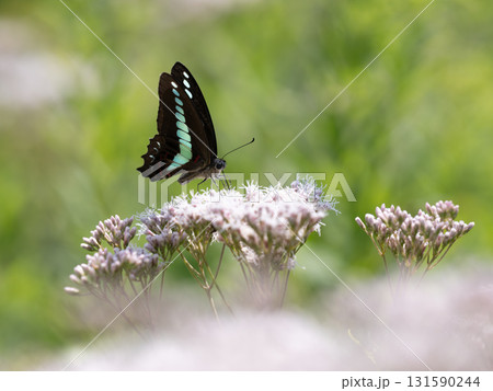 藤袴の蜜を吸うアオスジアゲハ 131590244