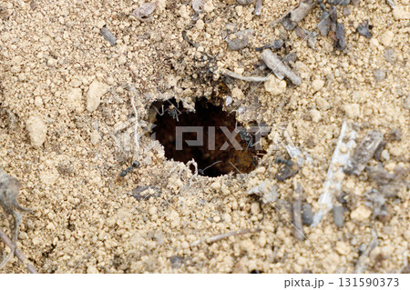 アリの巣 131590373