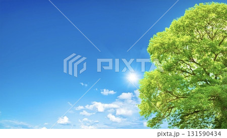 青空と白い雲と大きな木 青空と白い雲と大きな木 131590434