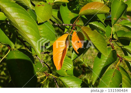 【青森県青森市】野木和公園の桜の木の紅葉 131590484
