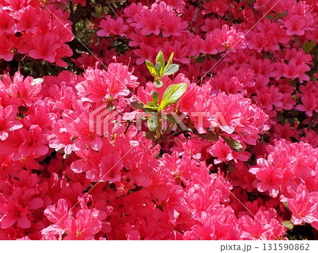 赤い満開のツツジの中に緑の葉っぱ-2 131590862