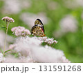 藤袴の蜜を吸う褄黒豹紋 131591268
