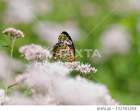 藤袴の蜜を吸う褄黒豹紋 131591268