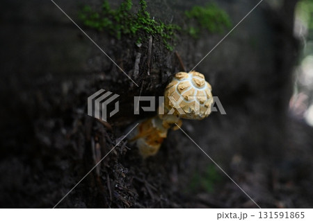 キノコ 131591865