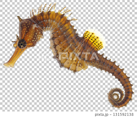 Common Seahorse, Hippocampus kuda isolated on white background png transparent clipart. 131592138