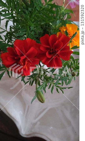 夏の花 夏の花 131592320