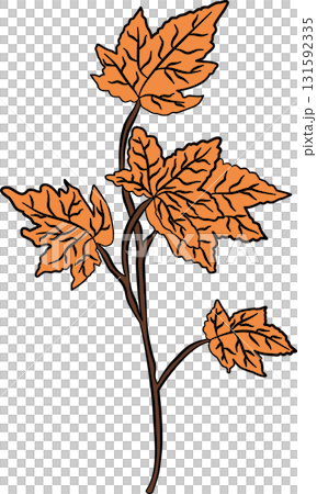 Orange maple leaf branches in autumn  131592335