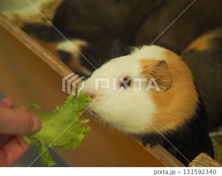撫でられるモルモット 撫でられるモルモット 131592340