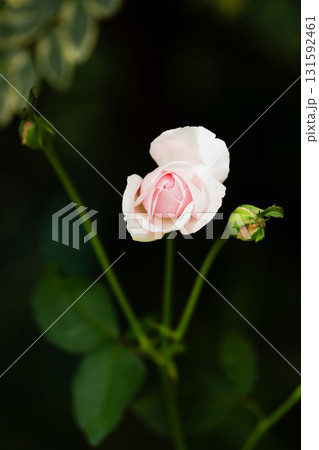 晩夏から初秋へ移ろう季節の花|やわらかな光に包まれた自然の風景 晩夏から初秋へ移ろう季節の花|やわらかな光に包まれた自然の風景 131592461