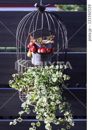 鳥かごにプミラとクランベリーを飾る 131592529