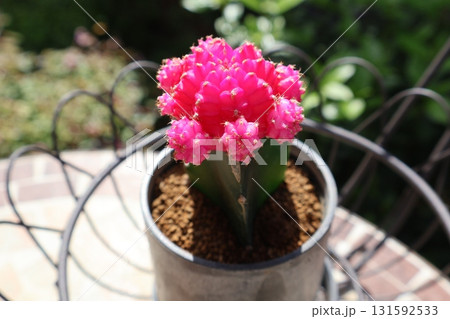 ピンク色の緋牡丹 131592533