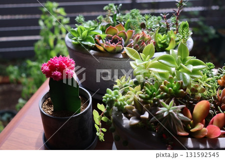 多肉の寄せ植えとピンク緋牡丹 131592545