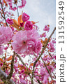 曇り空と八重桜 131592549