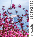 八重桜越しの富士山 131592550