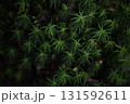 美しい苔 131592611