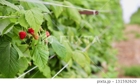 A close-up on a cluster of ripe and unripe raspberries hanging from a vibrant green cane, supported by trellis wires, with a blurry farm row in the background. 131592620