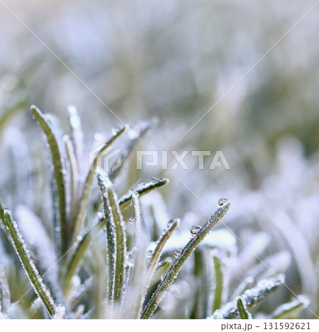 A macro view of lavender covered in a delicate layer of hoarfrost, showing the beautiful texture and cold of a winter morning. 131592621