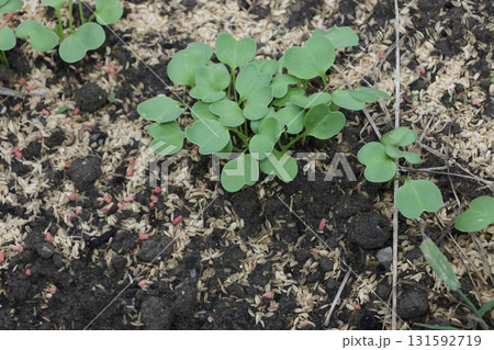 ダイコンの間引き　一回目 131592719