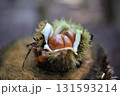 秋の味覚(栗) 秋の味覚(栗) 131593214