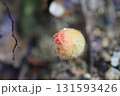 クチベニタケ クチベニタケ 131593426