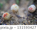 クチベニタケ クチベニタケ 131593427