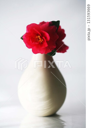 咲いた、寒椿の花 131593669