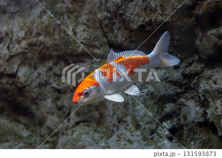 錦鯉(千歳サケのふるさと館、現在は サケのふるさと 千歳水族館) 錦鯉(千歳サケのふるさと館、現在は サケのふるさと 千歳水族館) 131593873