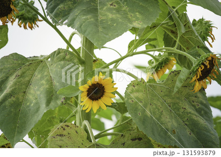 夏が終わる前に、枯れる前のひまわり 夏が終わる前に、枯れる前のひまわり 131593879