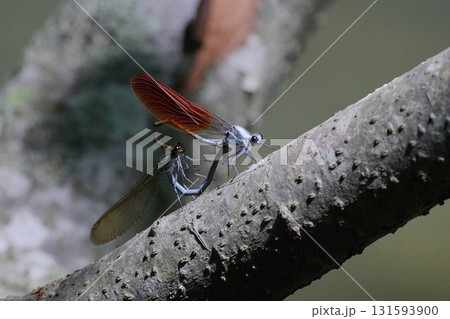 ニホンカワトンボ　オス　メス 131593900